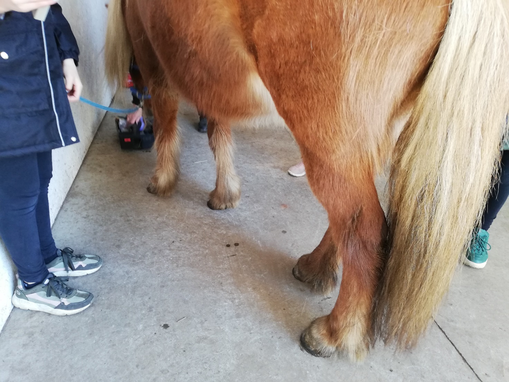 Elev og hest
